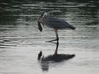 A hungry great blue heron with a catfish in its beak, preparing to devour it whole. Bombay Hook National Wildlife Refuge, Kent County, Delaware.