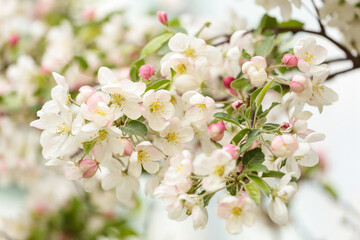 Apple blossom branch with white pink flower close up, blooming spring tree in garden in sunlight. Spring floral flowers abstract background with bokeh
