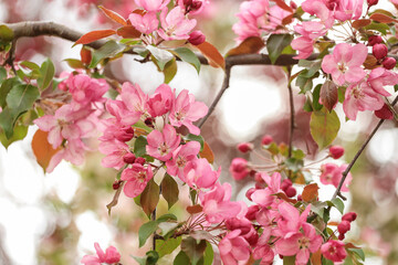 Pink tree branch in bloom close up, sakura tree. Beautiful Pink purple red floral abstract flowers background with bokeh
