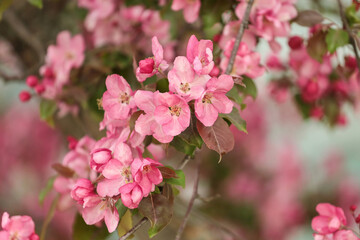 Pink blossom branch close up, blooming spring sakura tree in garden. Pink purple floral flowers abstract background with bokeh