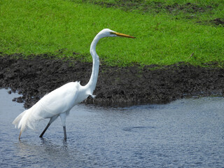 A hungry great egret wading through the shallow wetland water in search of fish to eat. Bombay Hook...
