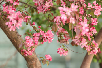 Pink blossom branches with flower, blooming spring sakura tree in garden. Pink purple floral flowers abstract background