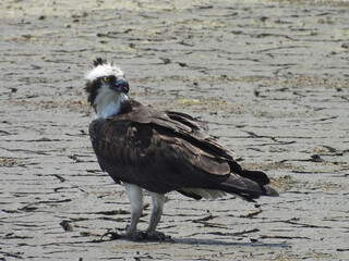An osprey stands on the dry, cracked, wetland ground, on a windy summer day. Bombay Hook National...