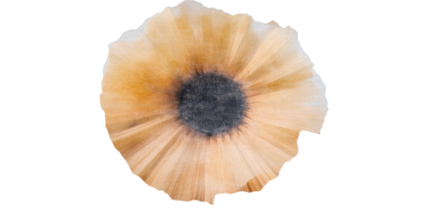 Textured floral shape with tan petals and dark center, cut out transparent