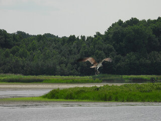 A hungry osprey has caught a fish to eat. Bombay Hook National Wildlife Refuge, Kent County,...