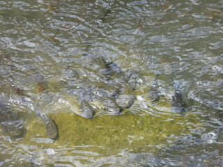 A school of small fish, mummmichogs, minnows, swimming within the wetland waters of the Bombay Hook...