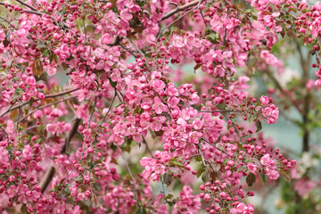 Pink apple blossoms, beautiful spring blooming tree in garden. Pink purple floral flowers abstract background