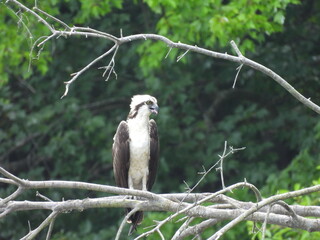 Osprey perched on a branch, panting, with its tongue out, to keep cool from the hot summer heat.Bombay Hook National Wildlife Refuge, Kent County, Delaware.