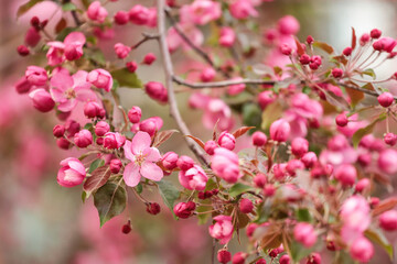 Pink apple blossom branch with flower and bud close up, blooming spring tree in garden. Pink purple red floral flowers abstract background with bokeh