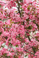 Pink blossom blooming tree in garden. Sakura branch with flower. Pink purple red floral flowers abstract background