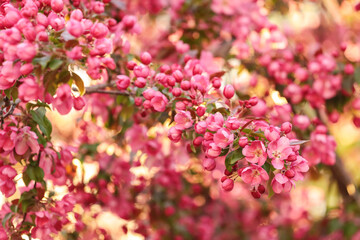 Pink apple blossom branch, blooming spring tree in garden in sunlight. Pink purple red floral flowers abstract background with bokeh