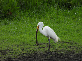A hungry great egret has caught an eel, and is trying to devour it. Bombay Hook National Wildlife...