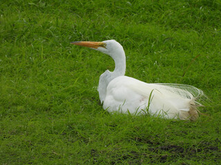 A great white egret realxing on the cool, wetland grass, on a warm summer day. Bombay Hook National Wildlife Refuge, Kent County, Delaware. 