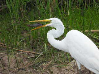 A great egret has caught a small catfish, preparing to swallow its prey whole. Bombay Hook National Wildlife Refuge, Kent County, Delaware.