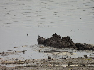 A snapping turtle making its way, out of the cool, wetland mud, that kept its body temperature regulated, during this hot summer day. Bombay Hook National Wildlife Refuge, Kent County, Delaware. 