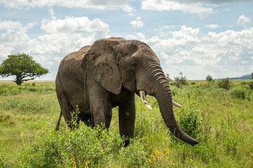 Elephants in the wild