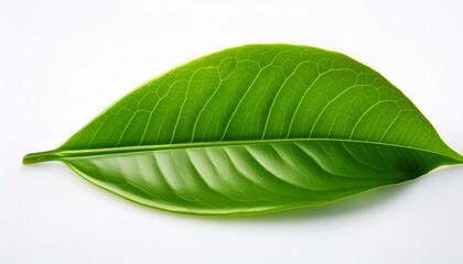 Obraz premium green tea leaf ilsolated on white background