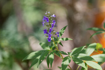 Chaste Tree Purple Flowers blooming in early summer.  Herbal Medicine.  Medicinal Plant.
