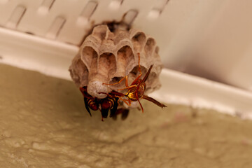 Angry wasps on nest under soffit on home ready to sting!