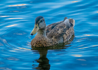 Duck floating peacefully on rippling water