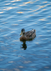 Duck floating peacefully on rippling water