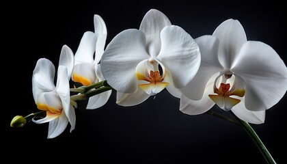 white orchids on a black background