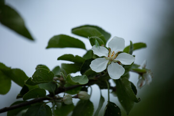 Branch with blooming white apple flowers with insect on the petal. Closeup nature. Portrait in the park with natural lighting, untouched colors in evening sky blur background.