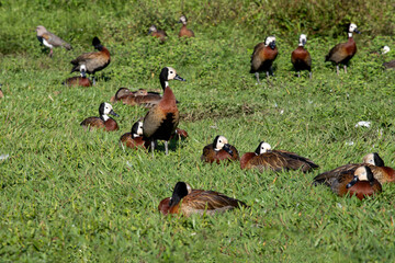 A flock of Irerês (Dendrocygna viduata), also known as White-faced Whistling Ducks, with their...