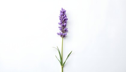 Naklejka premium Single Lavender Flower on White Background with Green Stem and Leaves
