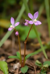 Delicate Pink Wildflowers in Spring Bloom