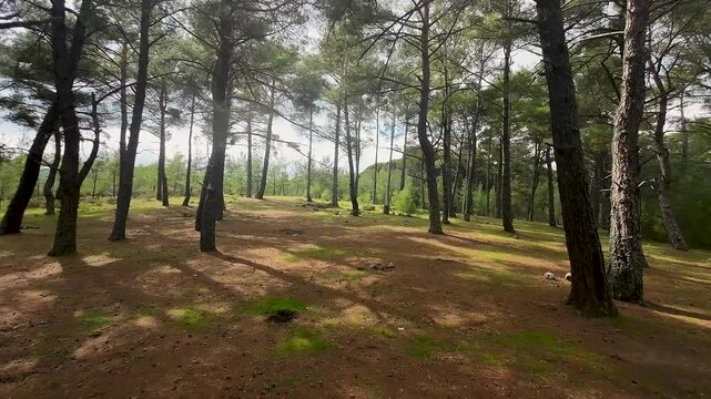 dense forest of pine nut trees, walk among trees, walk in the forest, Kozak Plateau