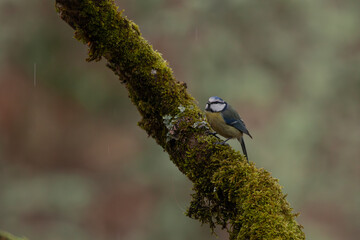 Herrerillo - Cyanistes caeruleus