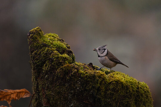 Herrerillo capuchino- Lophophanes cristatus