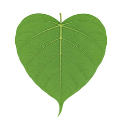 Bodhi tree leaf isolated on transparent background
