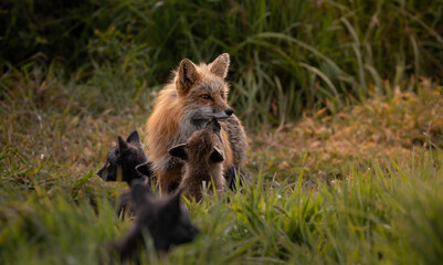 Mother Fox with Kits
