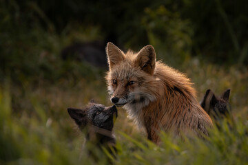 Mother Fox with Silver Kit