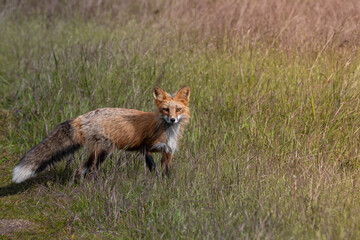 Red Fox Walking in Grass