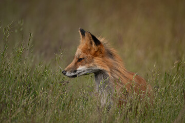 Red Fox Profile