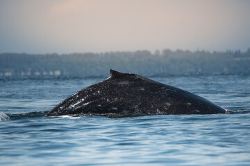 Humpback Whale