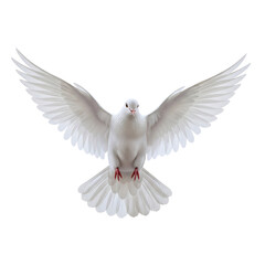 White dove flying isolated on transparent background
