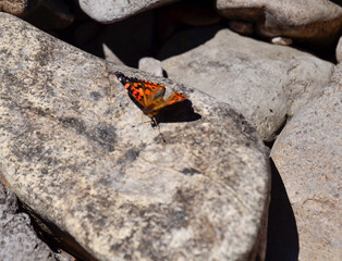 Mariposa