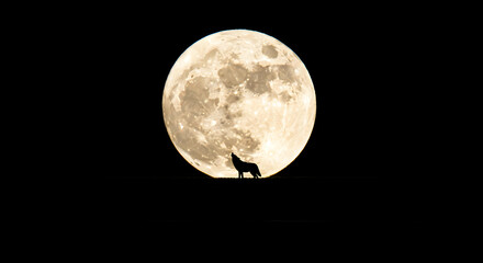 Fototapeta premium Lone Wolf Silhouette Howling at a Magnificent Glowing Full Moon