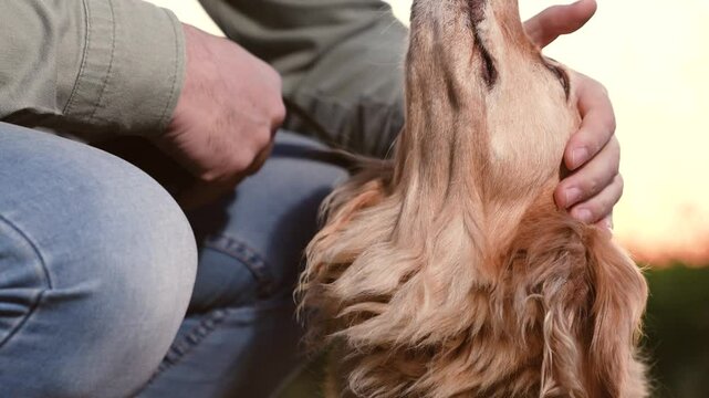 Loving owner strokes cocker spaniel dog head sitting down nearby at back sunset light owner strokes cute spaniel dog in country park man owner with dog rest together in green evening park closeup