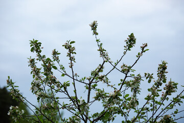 Branch with blooming white apple flowers in the park. Closeup nature. Portrait with natural lighting, untouched colors in evening sky blur background.