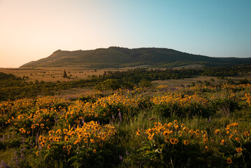 Wildflower Field at Sunrise