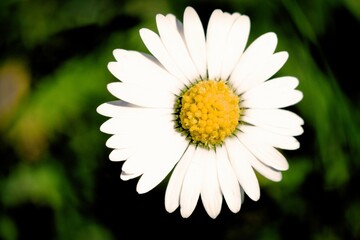 Fototapeta premium Close up of a daisy flower
