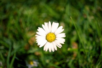 Daisy in the grass