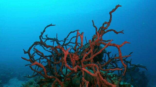 Camera moves around the bright Red Sponges on coral reef top in backlight on a turquoise water background, Slow motion of Toxic Finger-Sponge, Negombata magnifica 