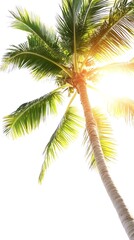 Fototapeta premium Low angle shot of a tropical palm tree with sunshine and bright sky background