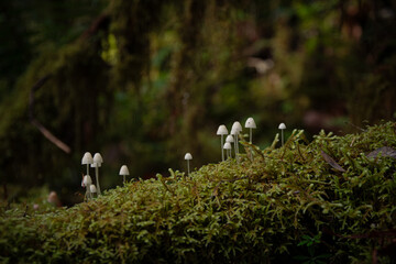 Mossy Log with Small Mushrooms